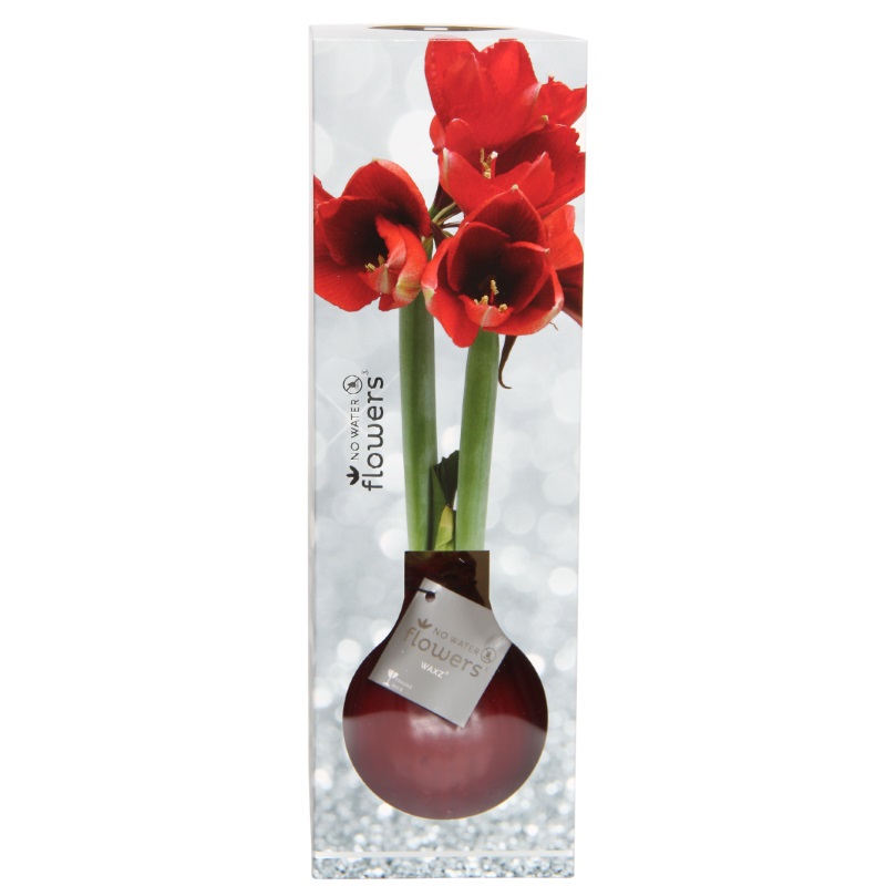 Luxe Verpakking voor Wax Amaryllis