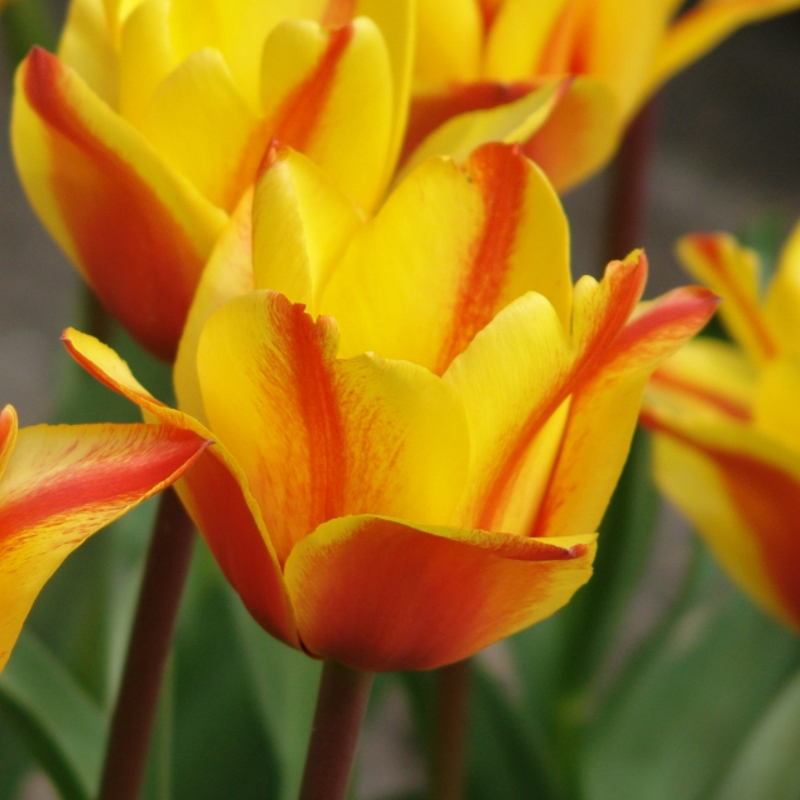 Tulp Cape Cod