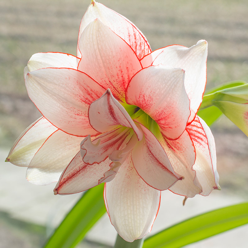Amaryllis-Elvas Amaryllis Elvas®