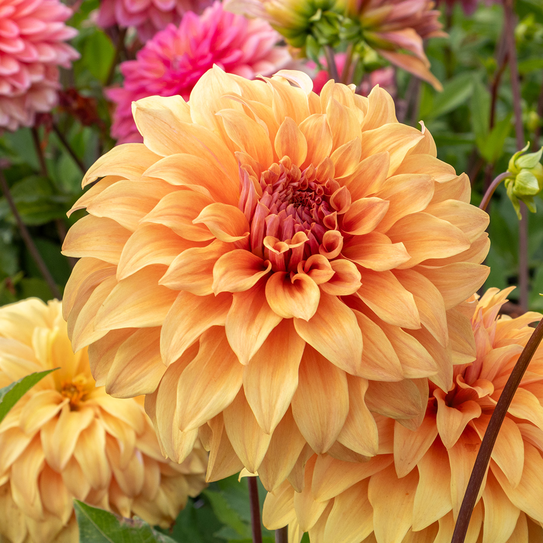 Dahlia Great Hercules