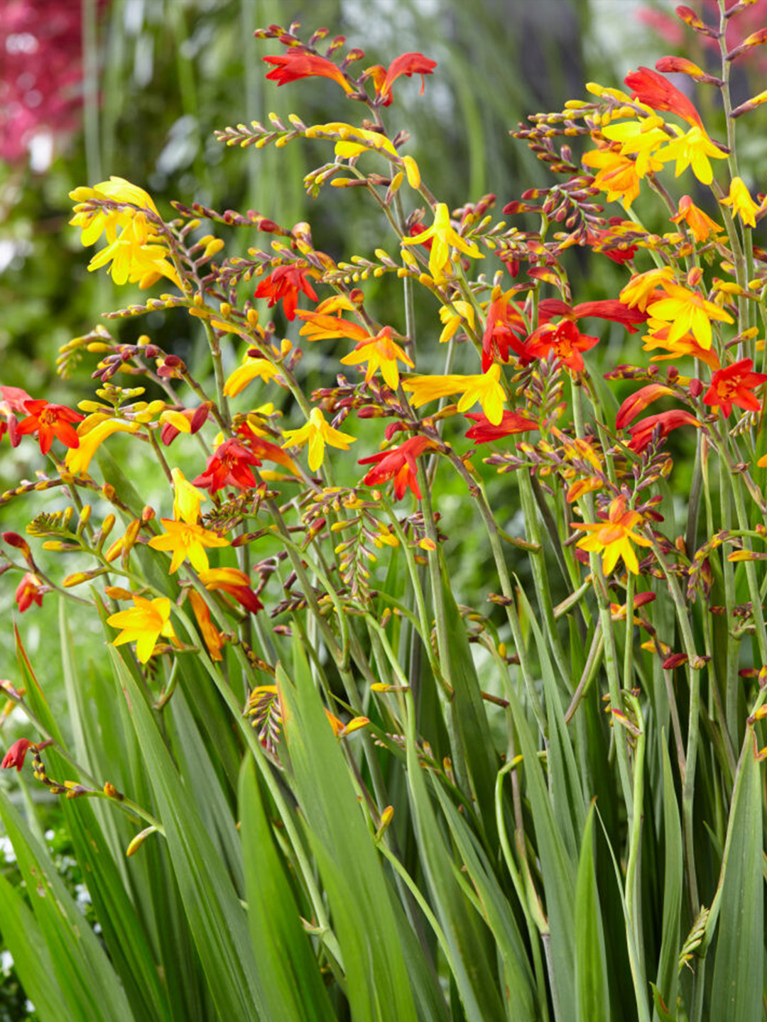 Crocosmia Grootbloemig Gemengd