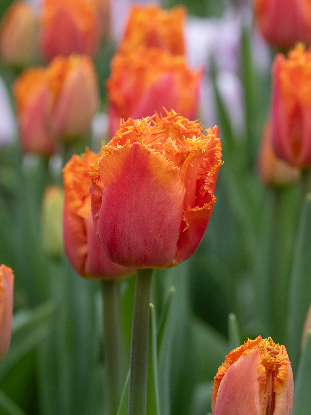 Tulp Ogene