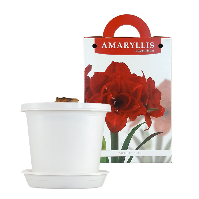 Amaryllis Double King op pot in geschenkdoos