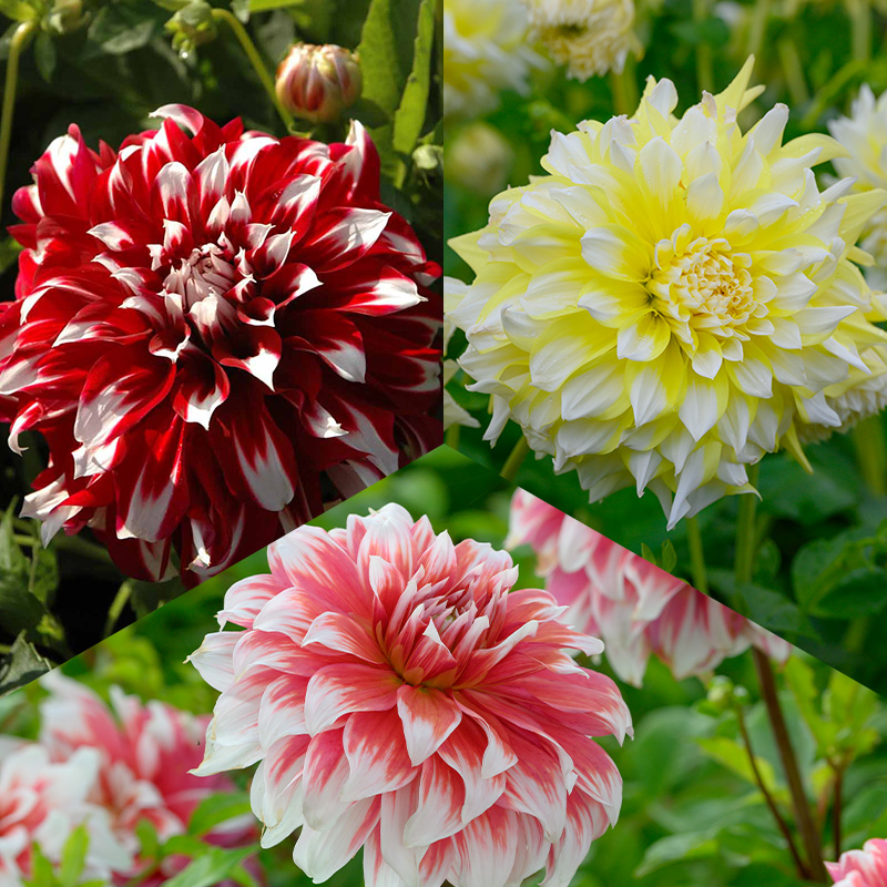 Reuze Dahlia pakket Dinnerplate Two Tone