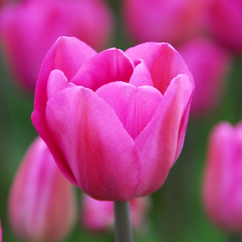 grootverpakking-tulipa-don-quichotte