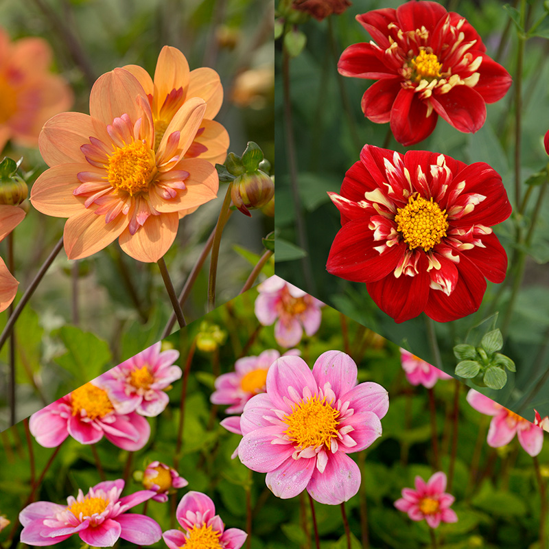 Halskraag Dahlia Pakket