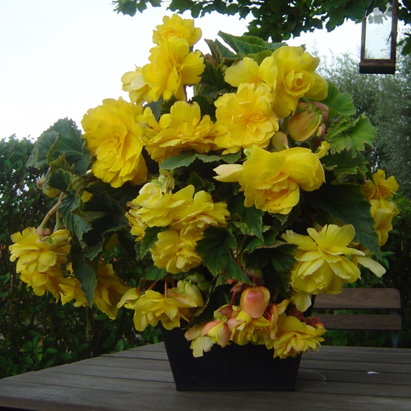 Begonia pendula geel
