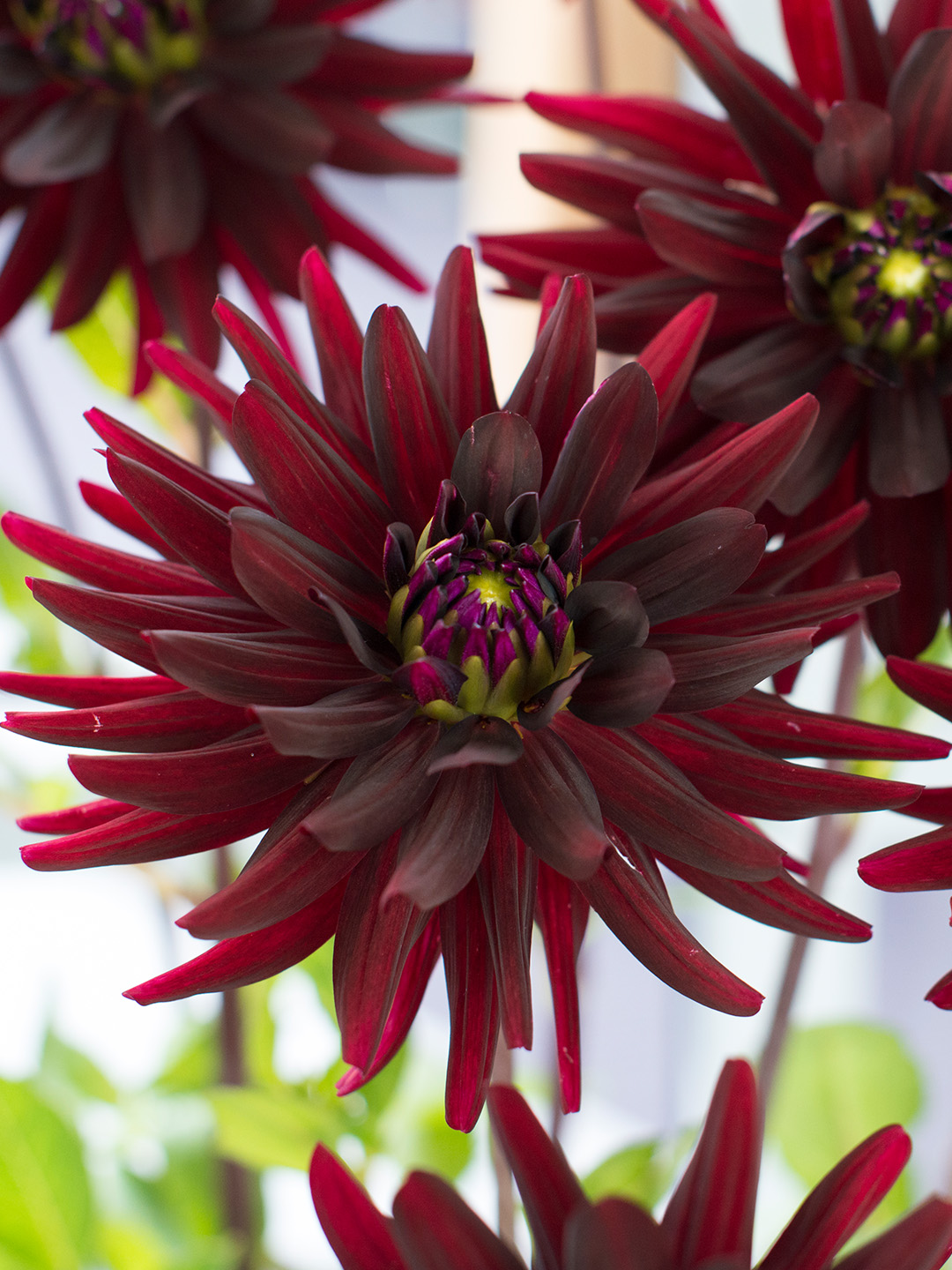 Dahlia Chat noir