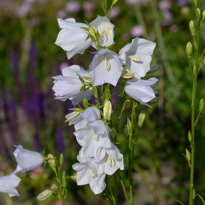 Campanula pers. 'Alba'