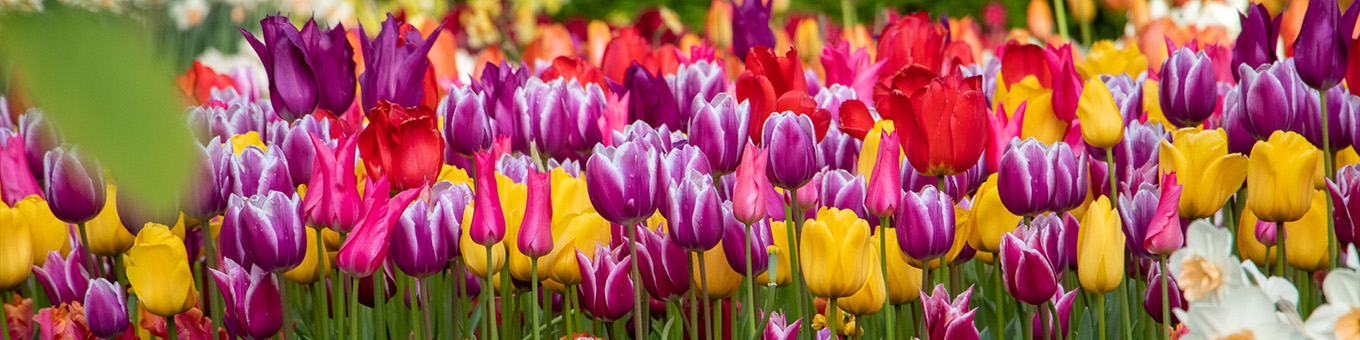 Bloembollen; wat zijn de voordelen ervan?