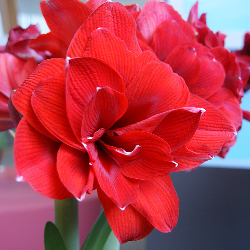 Amaryllis Double King®