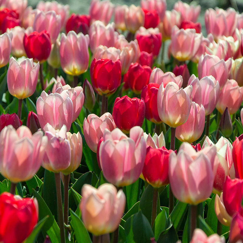 1225-Morning-Delight-04