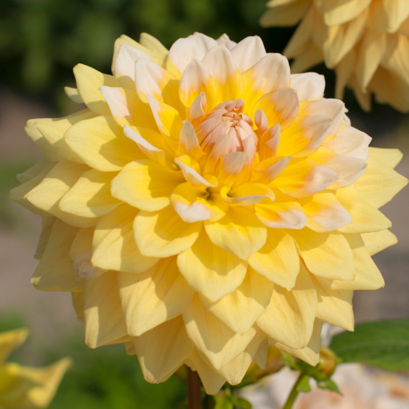 Dahlia Seattle