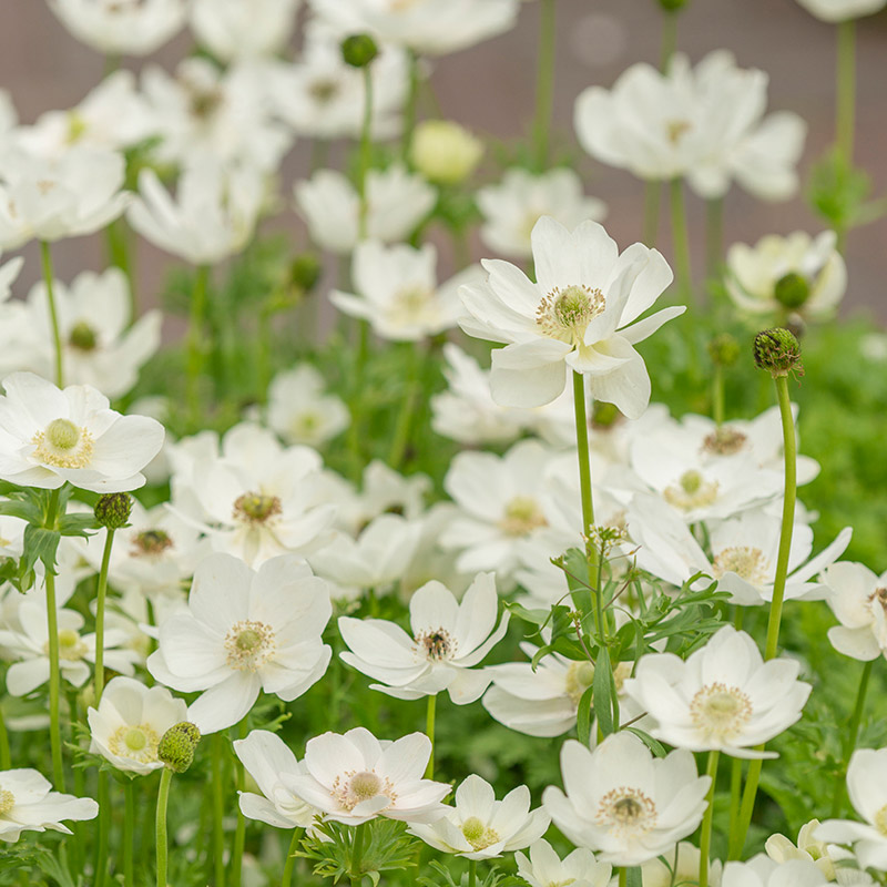 Anemone the Bride