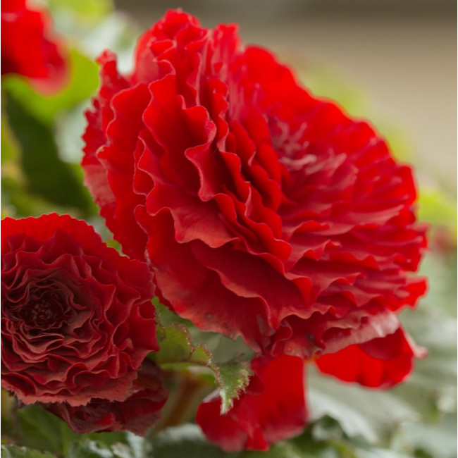 Begonia Dubbel Scharlaken