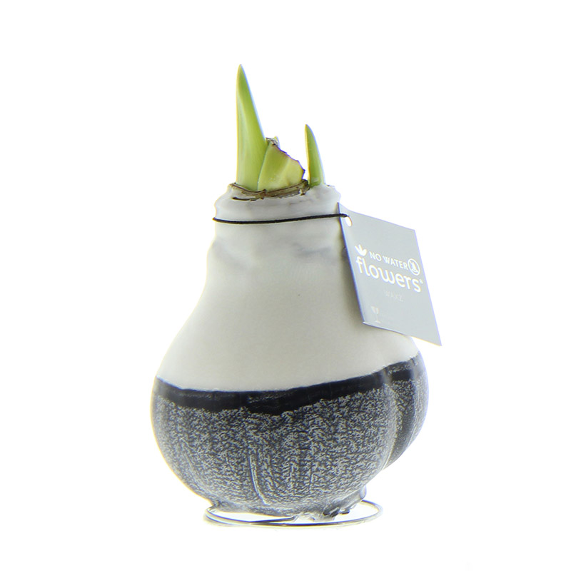 Wax Amaryllis Dipz Zwart