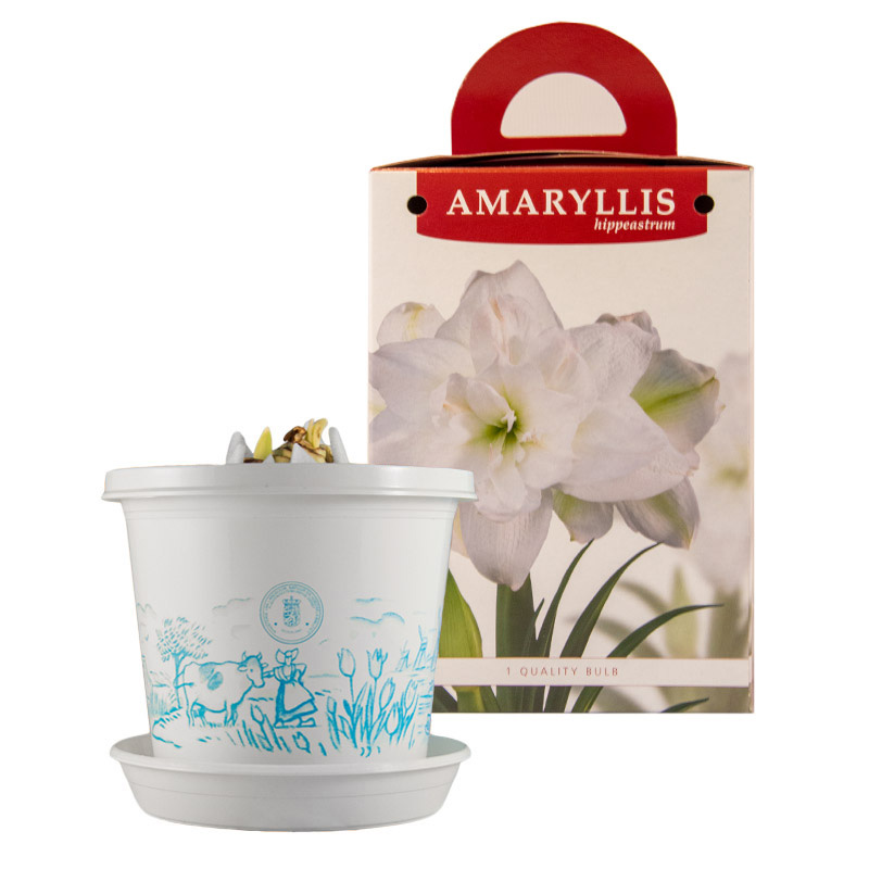 Amaryllis Marilyn® op pot in geschenkdoos