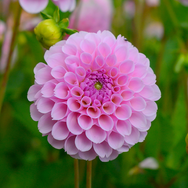 10880-Dahlia-Stolze-von-Berlin