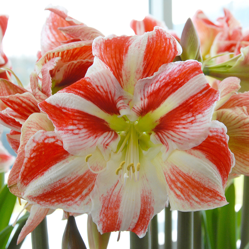 Amaryllis Clown