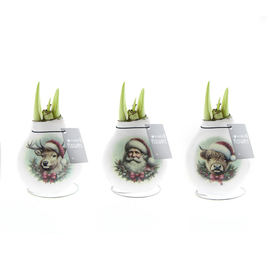 Wax Amaryllis Crafts Santa & Friends Mix