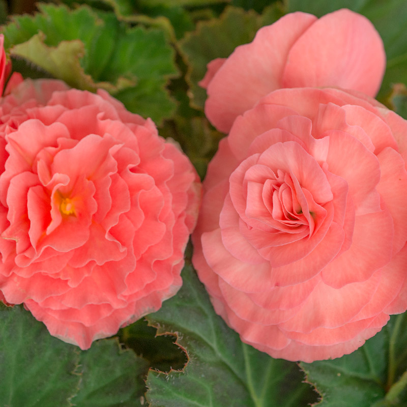 30030-Begonia-Dubbel-Roze