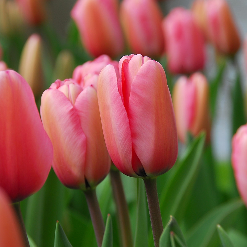 grootverpakking-tulipa-pink-impression