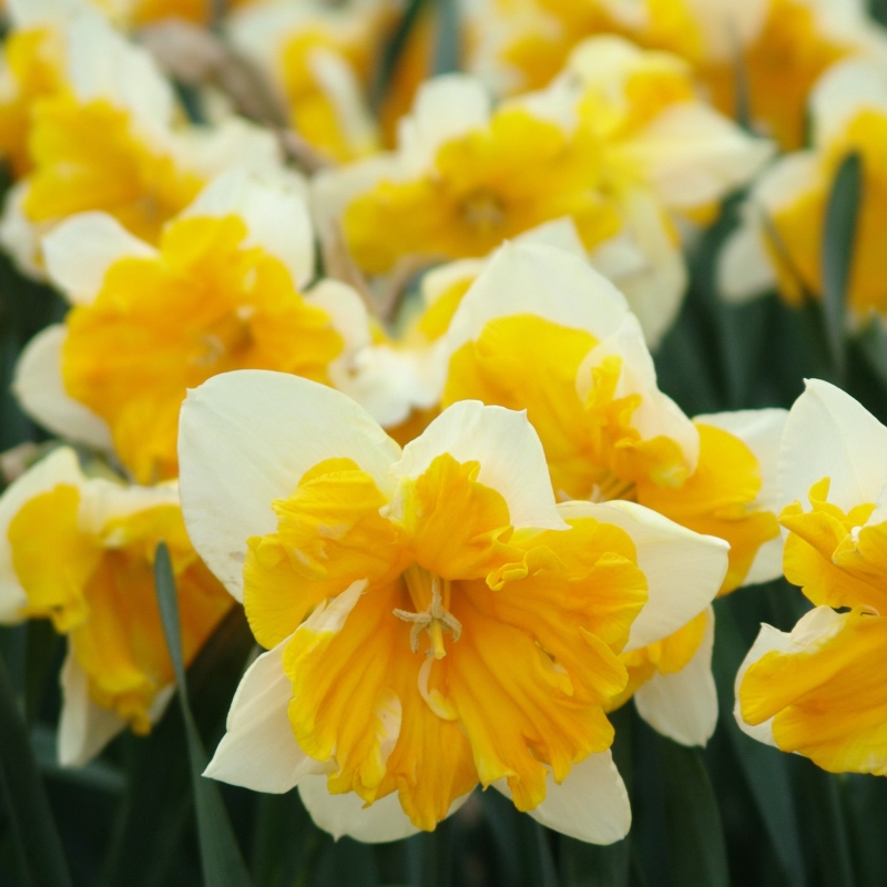 Narcissus Orangery