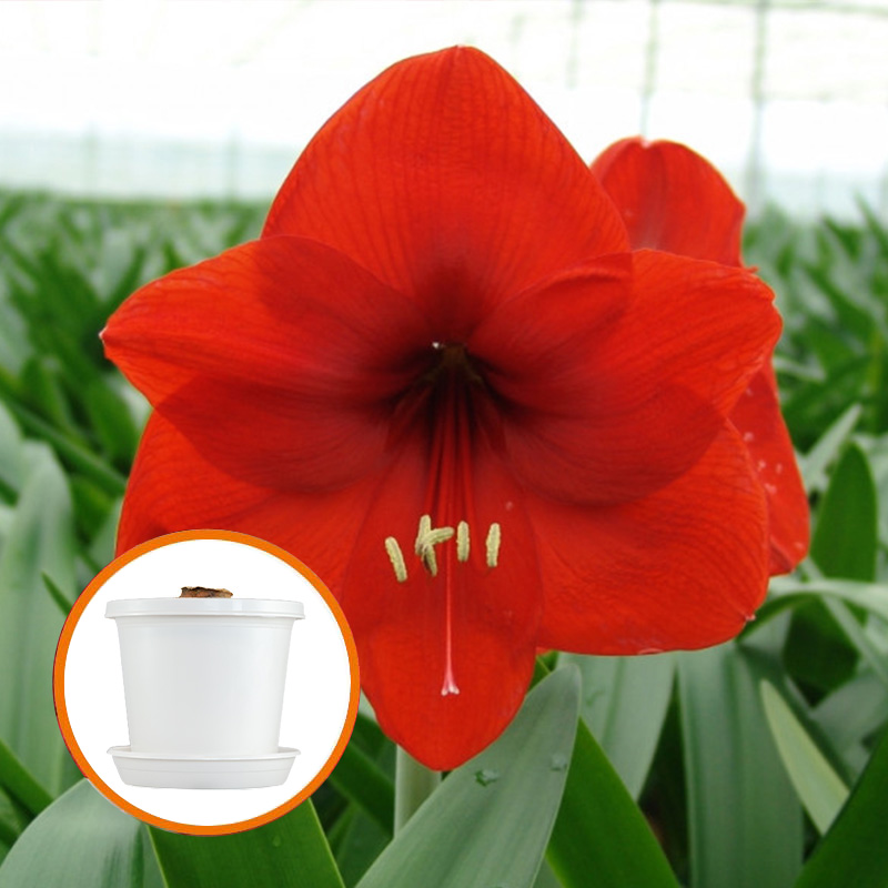 Amaryllis Red Lion op pot in geschenkdoos