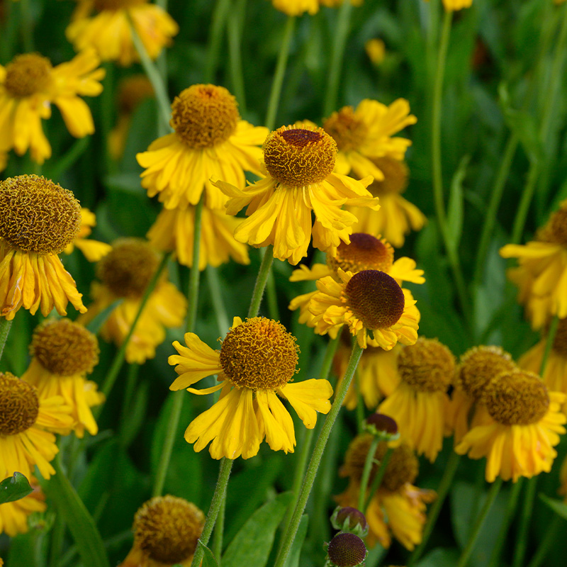 Helenium bigelovii 'The Bishop'