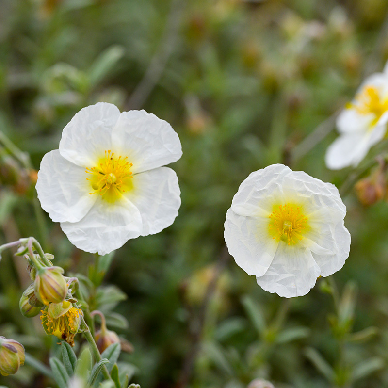 Borderpakket Rots en Alpineplanten