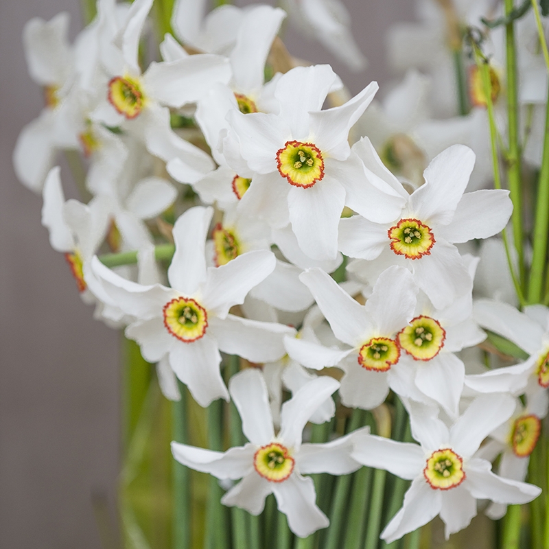 Narcis Recurvus