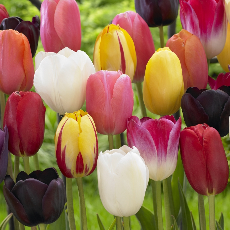 Tulp laat bloeiend gemengd