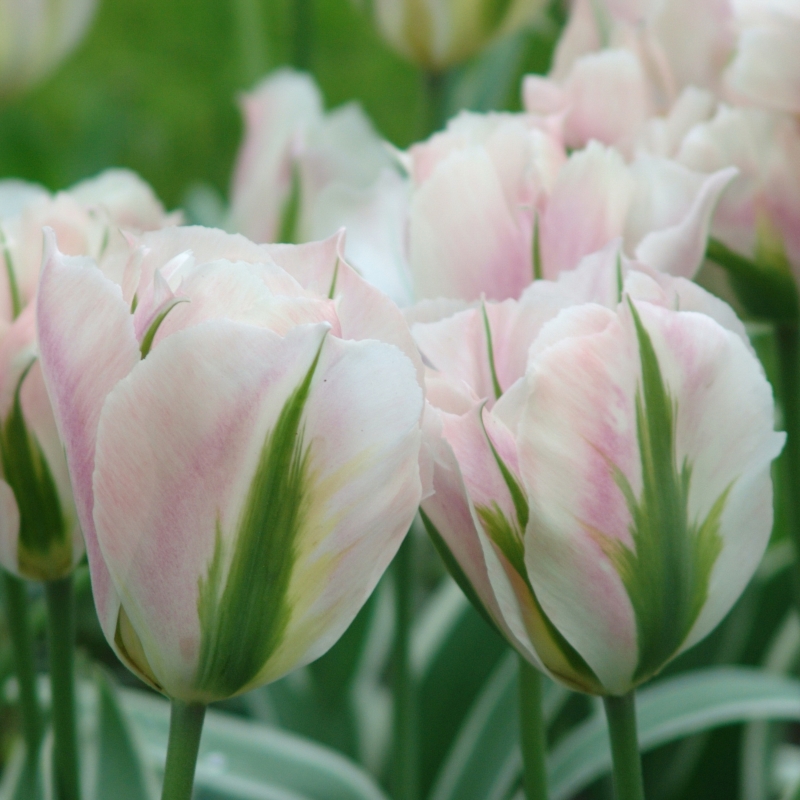 Tulp China Town