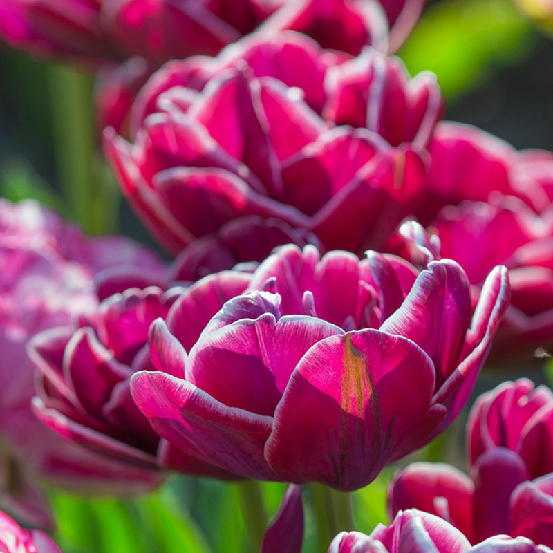 2600-Tulipa-Dream-Touch7Gv1y7eugz4ll