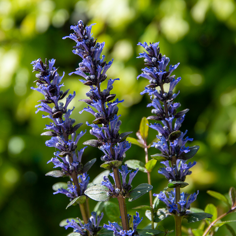 Ajuga 'Chocolate Chips'