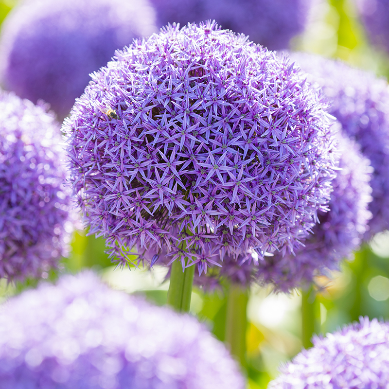 Allium Globemaster®