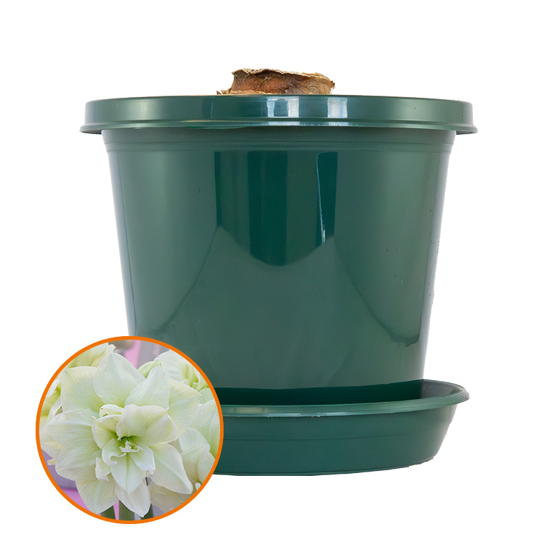 Amaryllis Marilyn® op pot in geschenkdoos