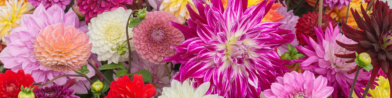 Alles over Dahlia’s