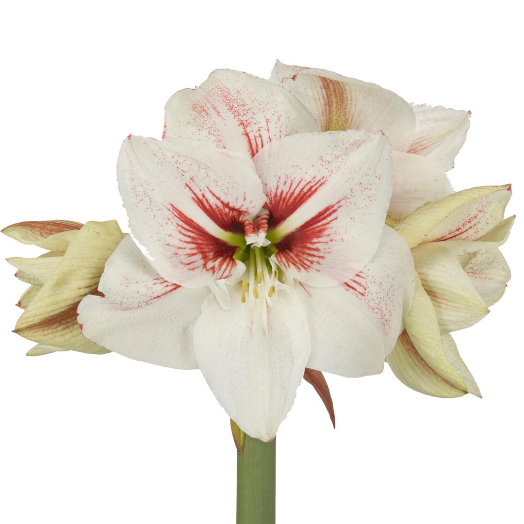 Amaryllis Elsa