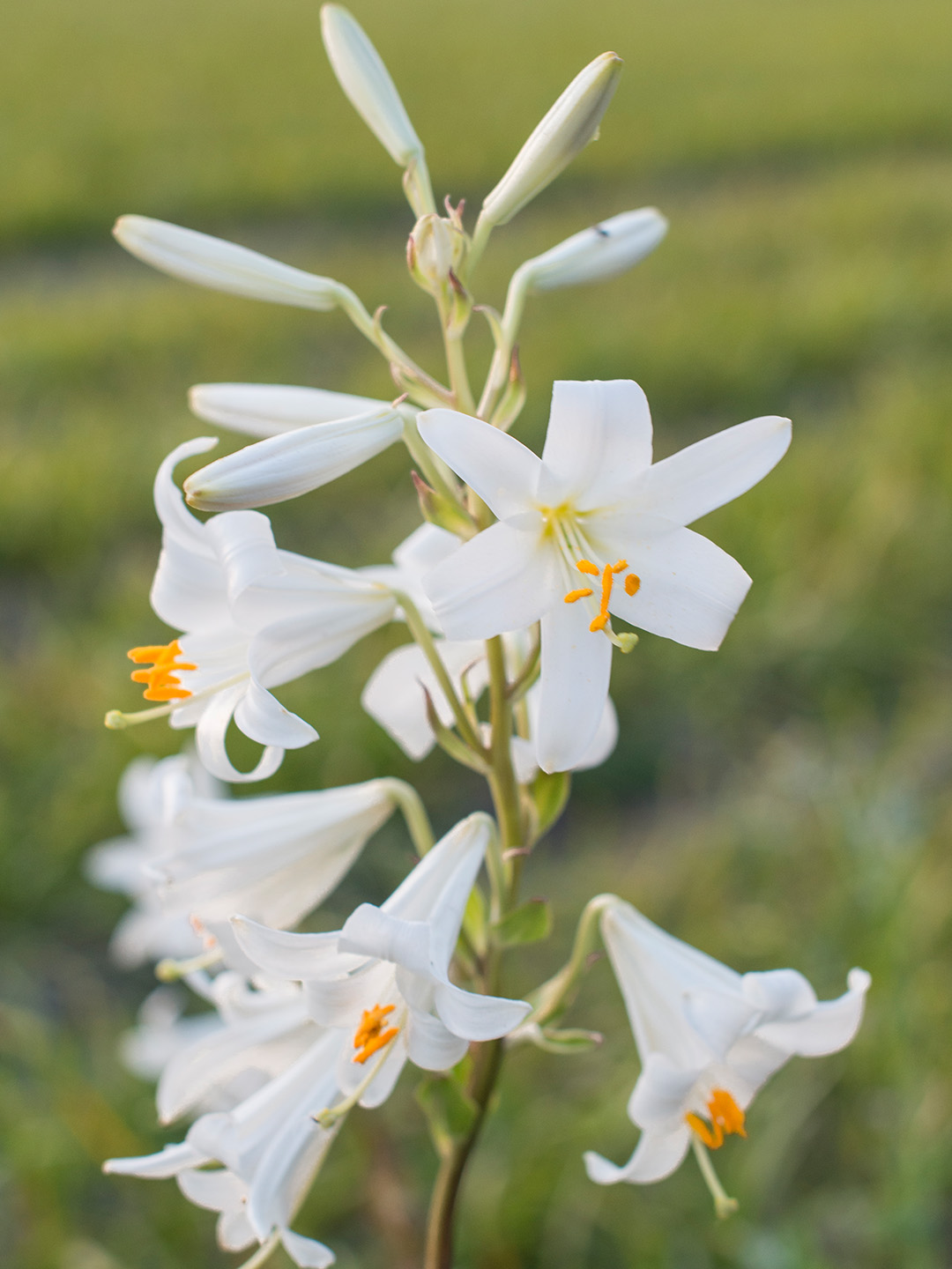 Lelie Candidum 