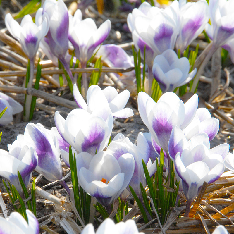 Krokus chrysanthus Prins Claus