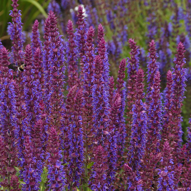 Salvia nem. 'Ostfriesland'