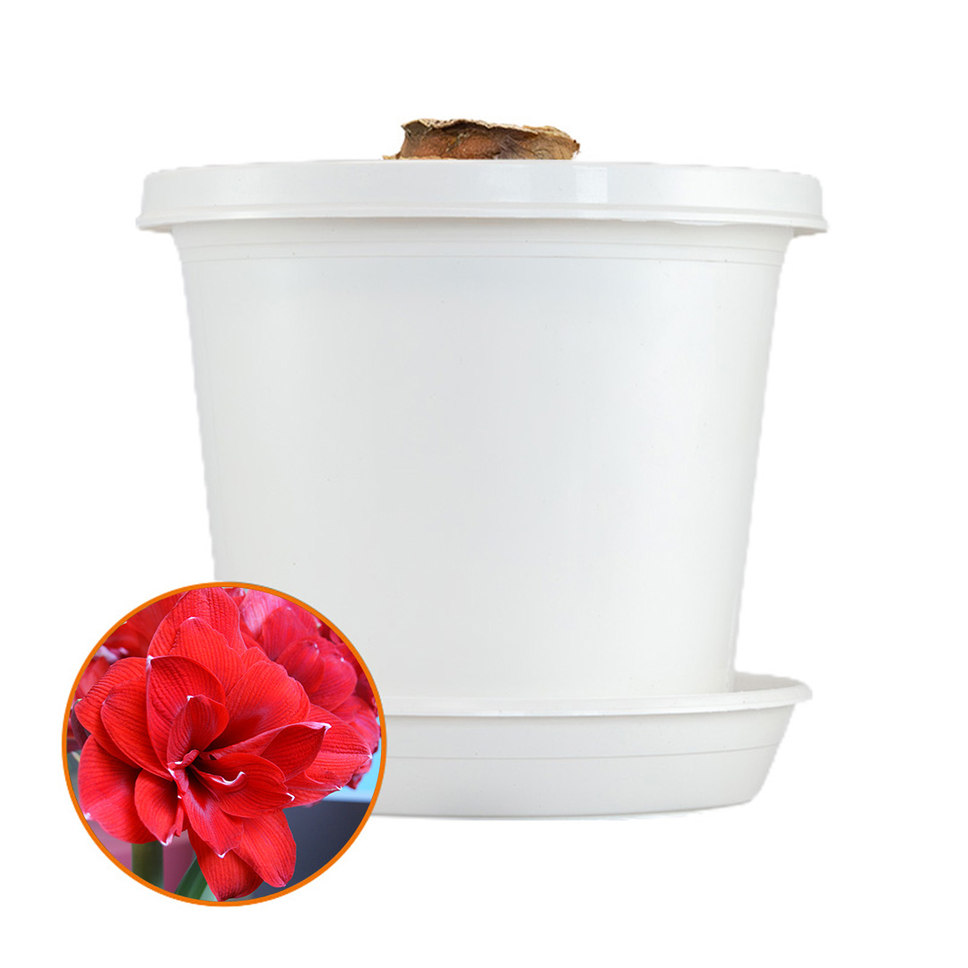 Amaryllis Double King op pot in geschenkdoos