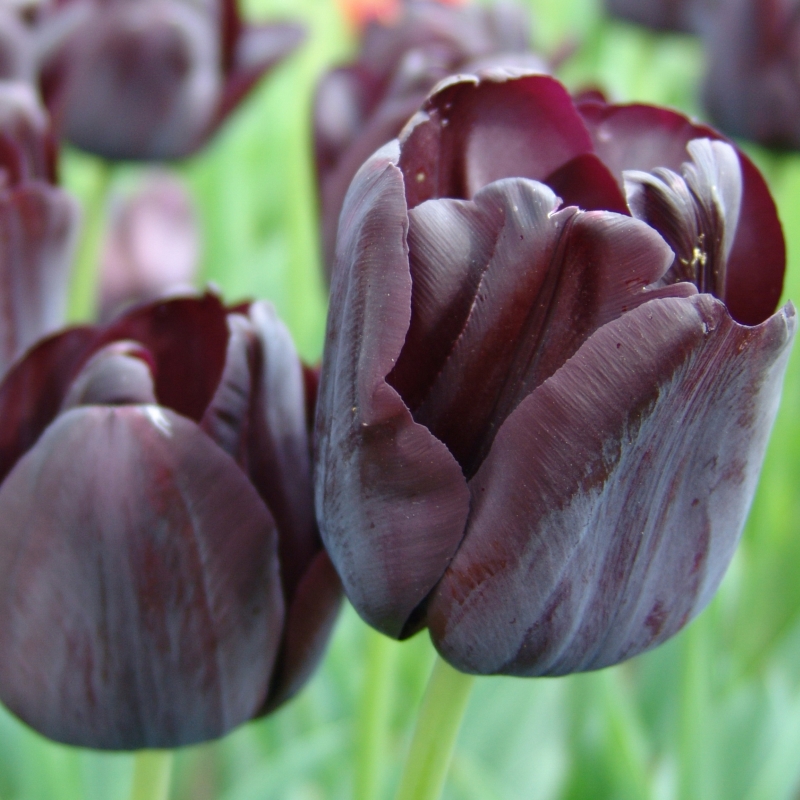 Tulp Paul Scherer