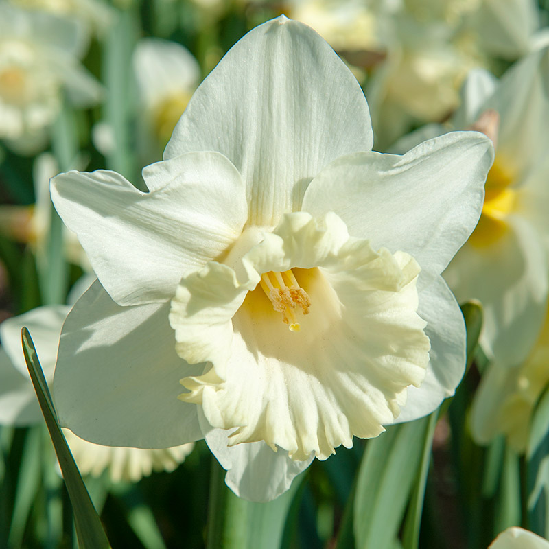 Narcis Mount Hood