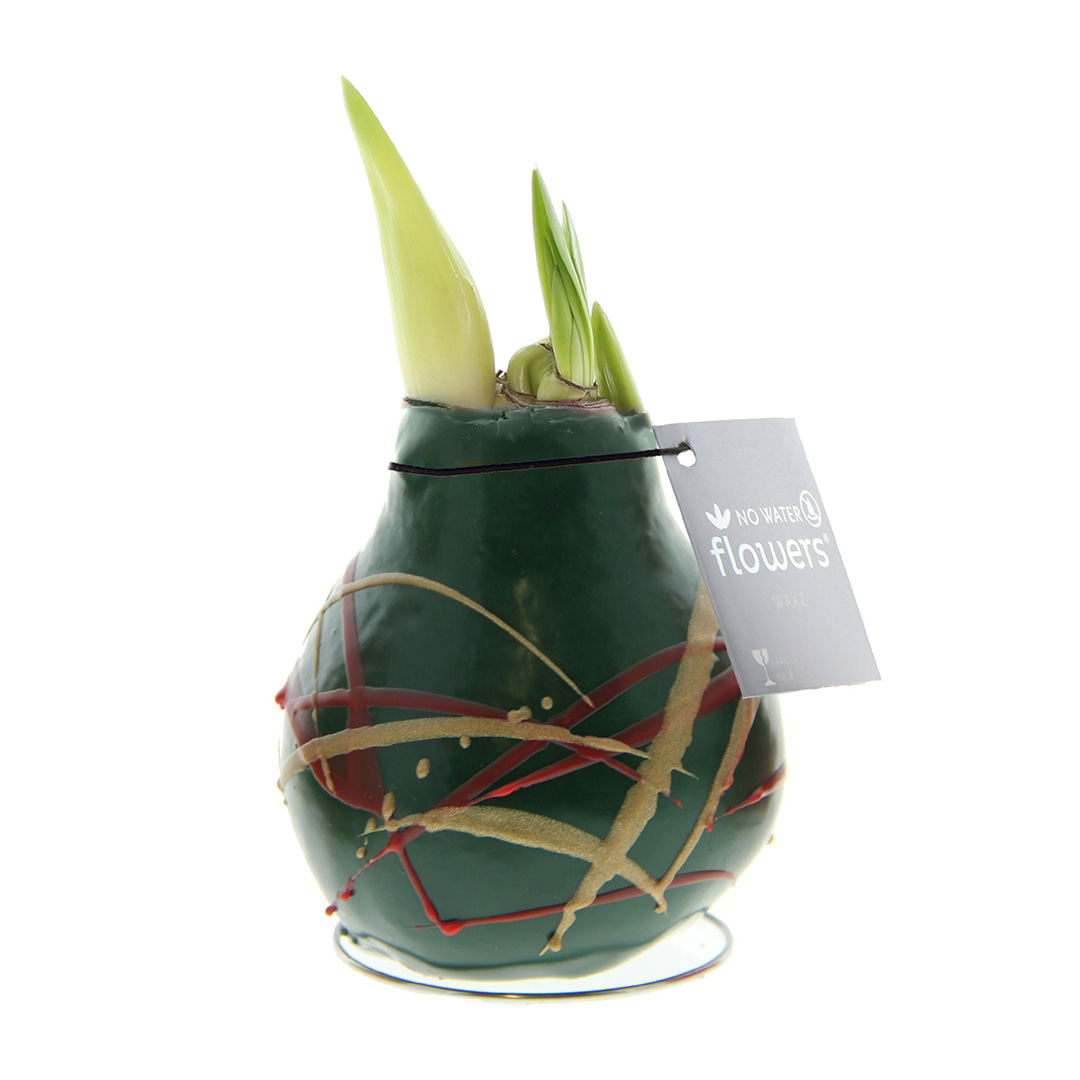 Wax Amaryllis Art Munch Groen Wax Amaryllis Art Munch Groen