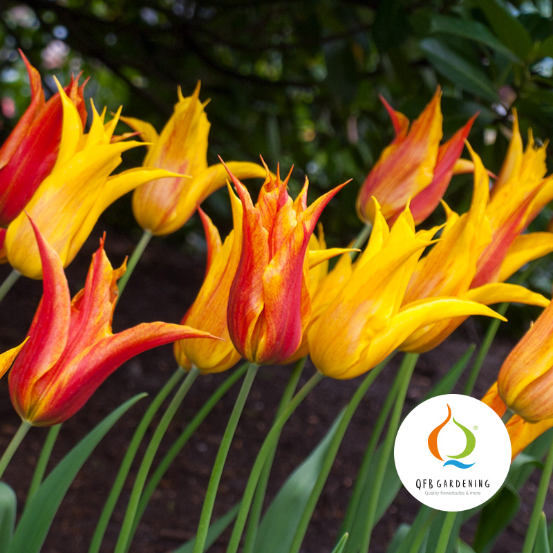 Tulp Vendeeglobe