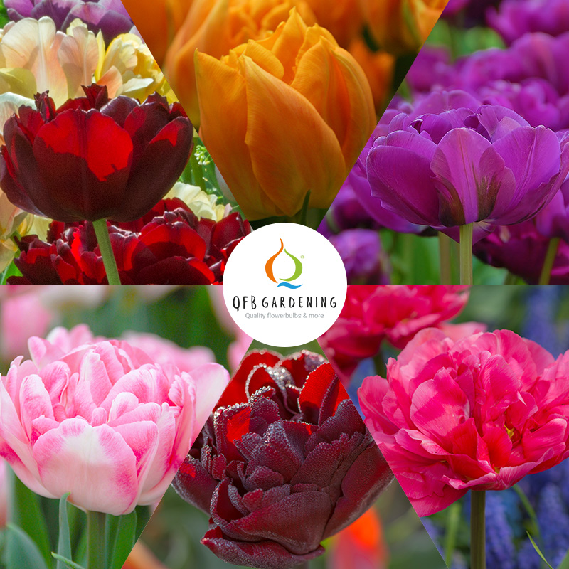 Bloembollenpakket Dubbele Tulpen III