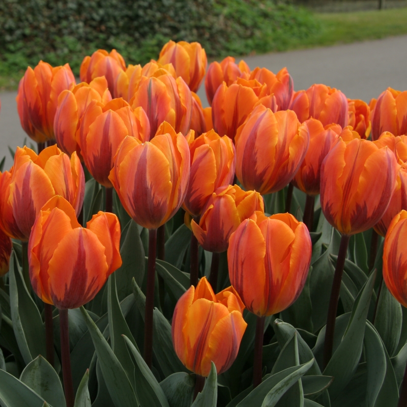 Tulp Prinses Irene