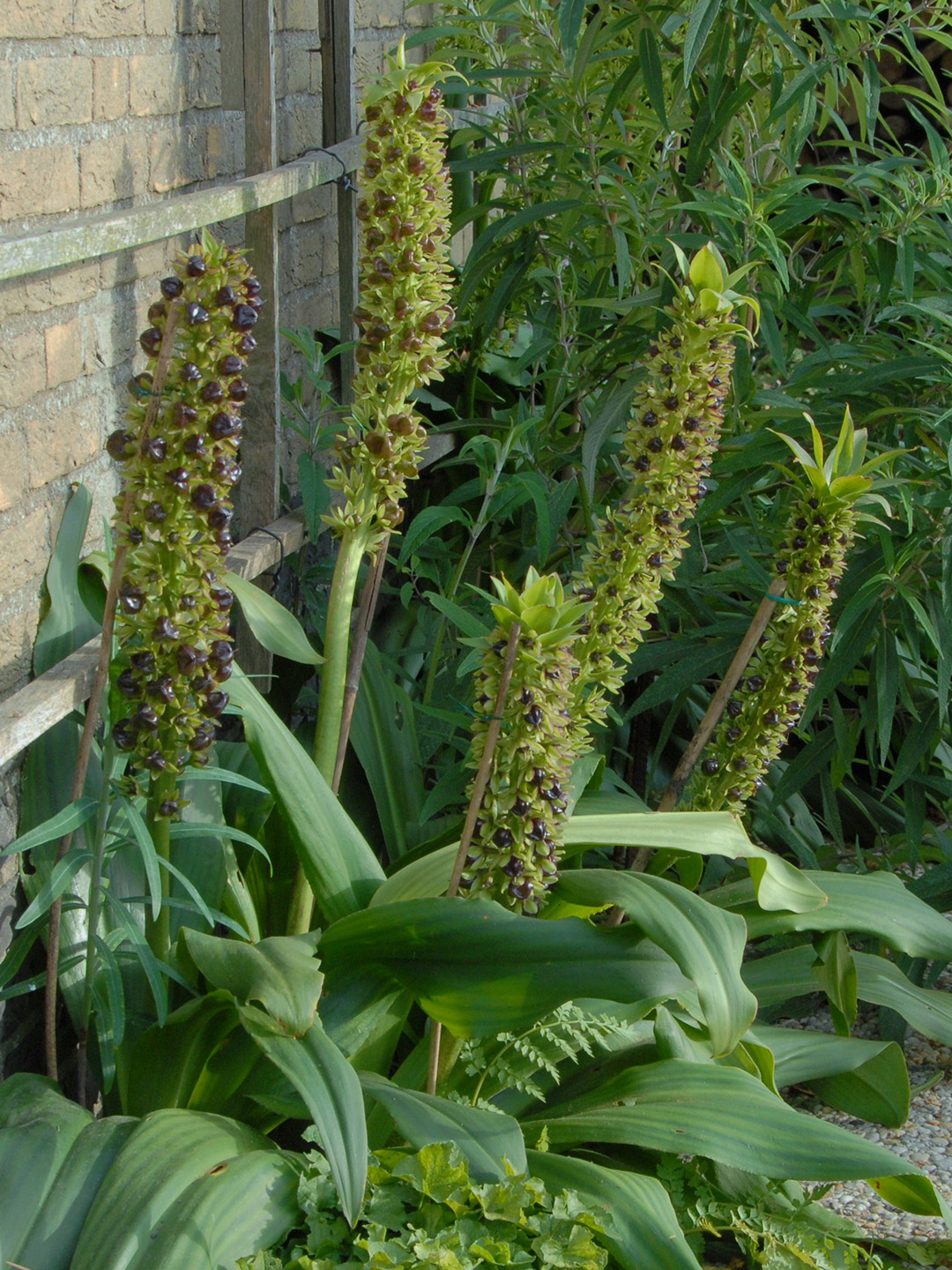 Eucomis Montana
